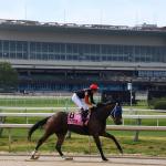 ABR Sunday Selections: Full-Card Picks for June 14 at Belmont at the Big A
